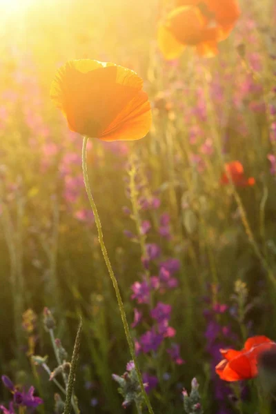 Escénico verano colorido campo de amapolas — Foto de Stock