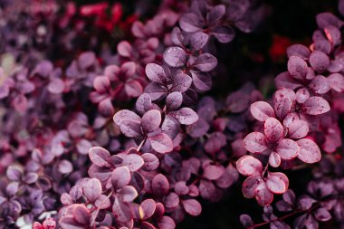 Canlı kırmızı ve mor yapraklar makro resmi kapatır. Botanik sonbahar arkaplanı.