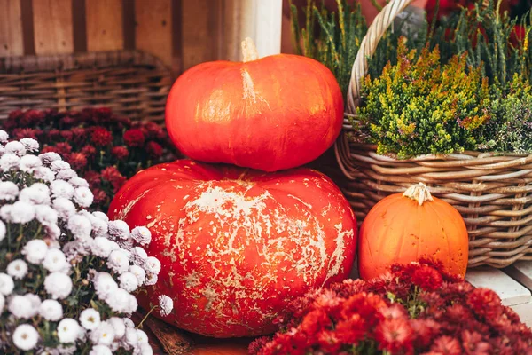 Outdoor autumn or fall decorations with big pumpkins and different flowers.