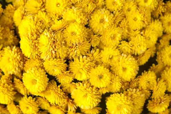 Fleurs jaunes vibrantes fermer macro. Automne ou automne fond floral pour le design. Vue du dessus . — Photo