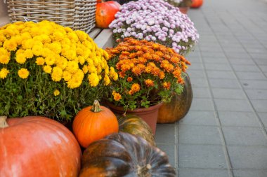 Büyük balkabakları ve farklı çiçeklerle sonbahar ya da sonbahar süsleri..