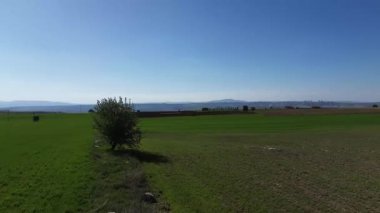 Bir tarlanın ortasındaki yeşil çimlerin güzel bir görüntüsü.