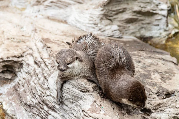 Two cute river otters in zoo