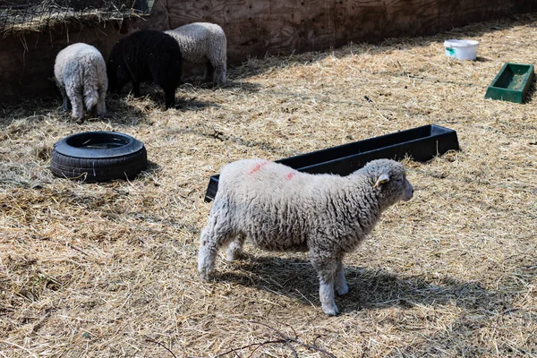 Little sheeps in the paddock