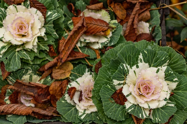 White ornamental cabbage (Flowering Kale) under autumn leaves, top view — Stock Image White Ornamental Cabbage Flowering Kale Autumn Leaves Top View Stock Photo