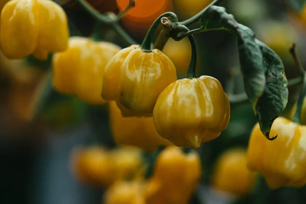 Yellow bell pepper plants in the garden