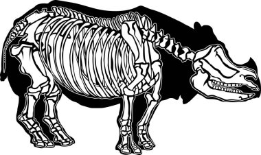 Beyaz arkaplanda bir gergedan iskelet sistemi tasviri.