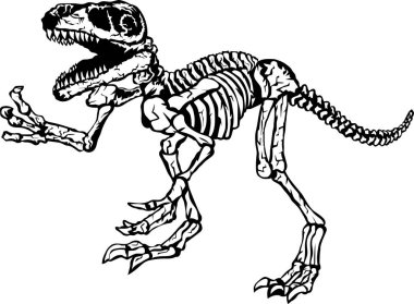 T-rex dinozor iskeleti çizimi, vektör.