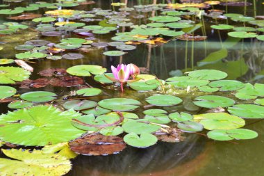 Bir gölette kurbağalar ve zambaklar