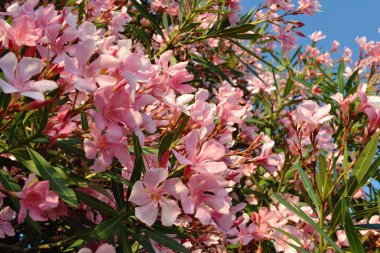 Gün batımında çiçek açan Oleander