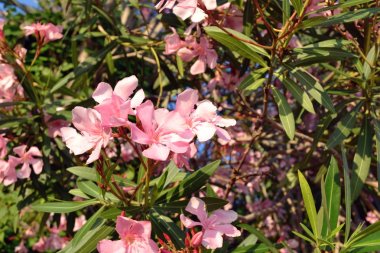 Gün batımında çiçek açan Oleander