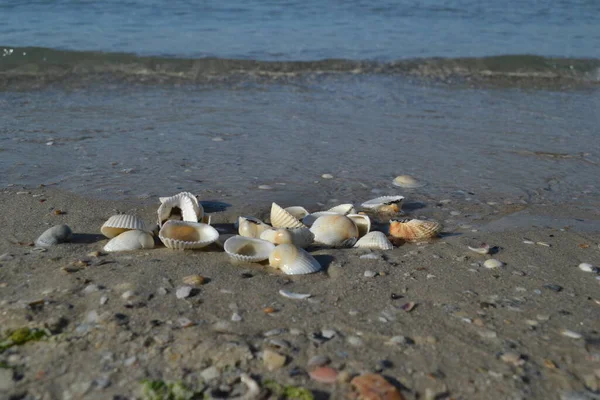 Kagylók Tengerparton Ukrajna Zheleznyi Kikötő — Stock Fotó