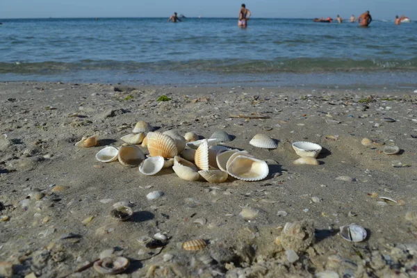 Coquillages Bord Mer Ukraine Port Zheleznyi — Photo