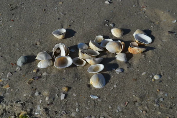 Coquillages Bord Mer Ukraine Port Zheleznyi — Photo