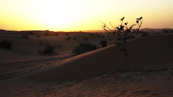 Sanddyner vid solnedgången. Dubai. — Stockvideo