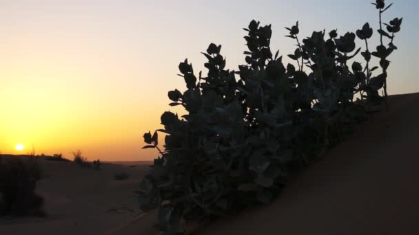 Dunas de areia ao pôr-do-sol. Dubai . — Vídeo de Stock