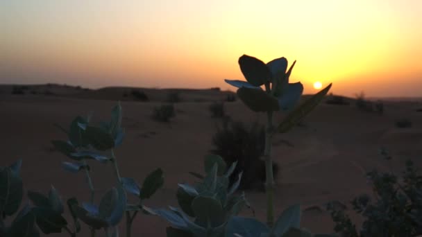 Písečné duny při západu slunce. Dubaj. — Stock video