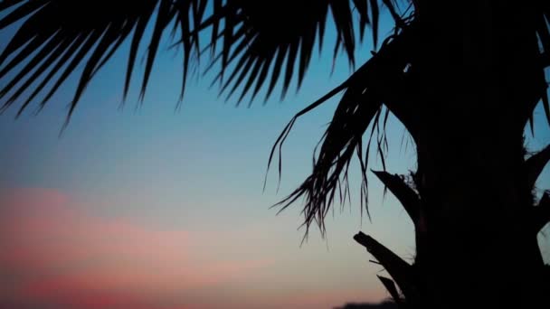 Silhouette einer Palme bei schönem Sonnenuntergang. — Stockvideo