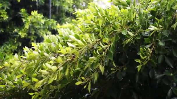 Regen in de bergstad. Tropische regen. — Stockvideo