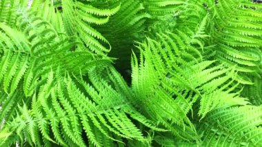 Fern ormanda büyüyor. Yeşil doğa. Taze, yeşil ve sert eğrelti otu fronds. Closeup.