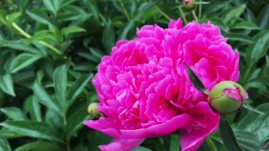 Bahçede şakayık pembe çiçekler.