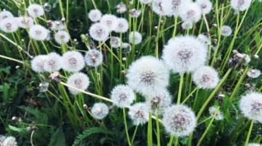 Beyaz çiçekli karahindiba tarlası.