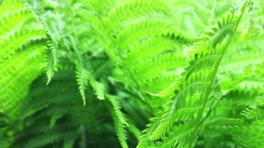 Fern ormanda büyüyor. Yeşil doğa. Taze, yeşil ve sert eğrelti otu fronds. Closeup.