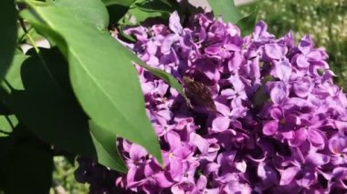 Bir kelebek güneşli bir günde leylak çiçeğinin üzerinde oturur..