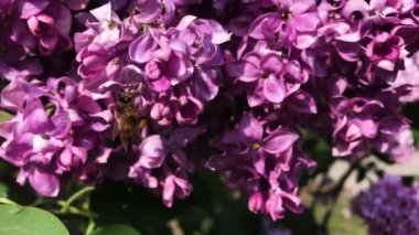 Güneşli bir günde leylak çiçeklerin üzerinde bir arı oturur.