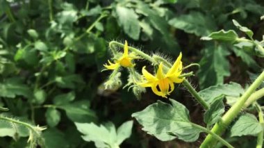 Bir serada yetişen yeşil domates bitkisi üzerinde domates çiçekleri ve çiçekleri.