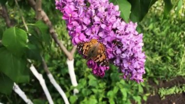 Bir kelebek güneşli bir günde leylak çiçeğinin üzerinde oturur..