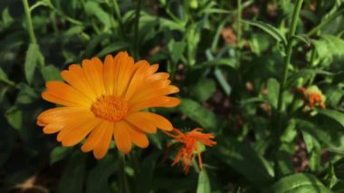 Calendula Memurlarının Turuncu Çiçekleri. Tıbbi Tesis.