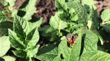 Colorado böcek haşere patates yemiş üstleri oturur.