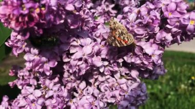 Bir kelebek güneşli bir günde leylak çiçeğinin üzerinde oturur..