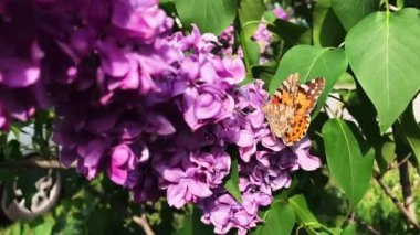 Bir kelebek güneşli bir günde leylak çiçeğinin üzerinde oturur..