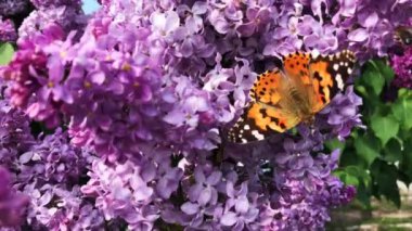 Bir kelebek güneşli bir günde leylak çiçeğinin üzerinde oturur..