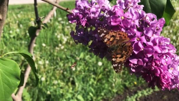 Uma borboleta senta-se em uma flor lilás em um dia ensolarado . — Vídeo de Stock