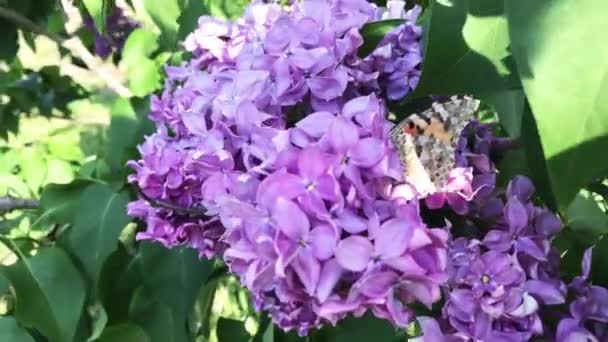 Bir kelebek güneşli bir günde leylak çiçeğinin üzerinde oturur.. — Stok video