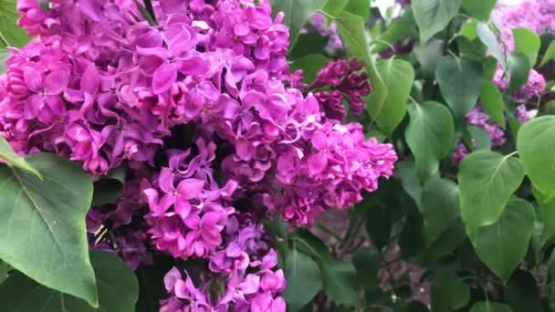 Lilac bloom on a sunny day. — Stock Video