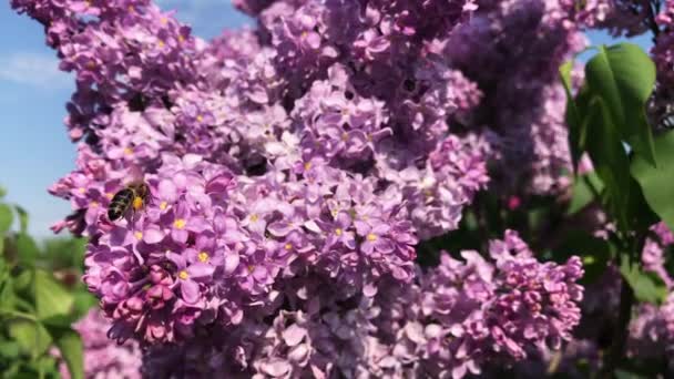 Een Bee zit op lila bloemen op een zonnige dag. — Stockvideo