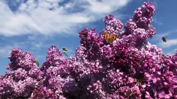 Метелик сидить на бузковій квітці в сонячний день . — стокове відео