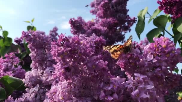 A butterfly sits on a lilac flower on a sunny day.