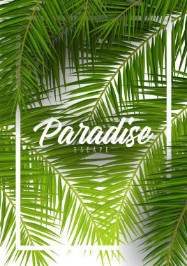 Yaz Tropikal palmiye yaprakları. Egzotik palmiye ağacı. Çiçek Arka Plan.