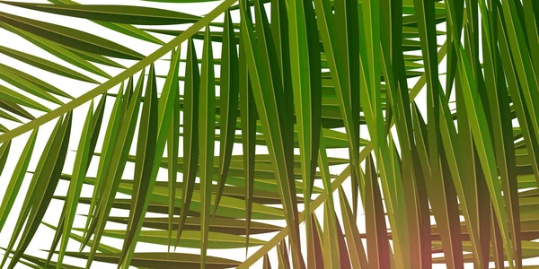 Feuilles de palmier tropicales d'été. Palmiers exotiques. Contexte floral . — Image vectorielle