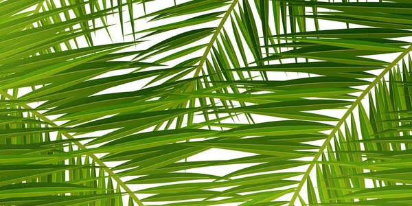 Estate foglie di palma tropicale. Palme esotiche. Sfondo floreale . — Vettoriale Stock