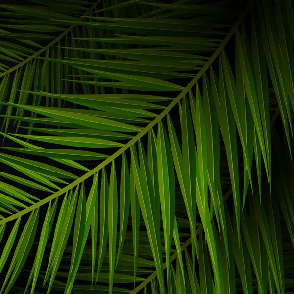 热带棕榈叶。异国情调的棕榈树。深色花卉背景. — 图库矢量图片