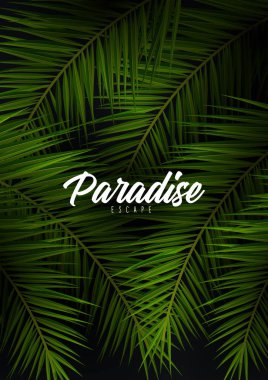 Tropikal palmiye yaprakları. Egzotik palmiye ağacı. Koyu Çiçek Arka Planlar.