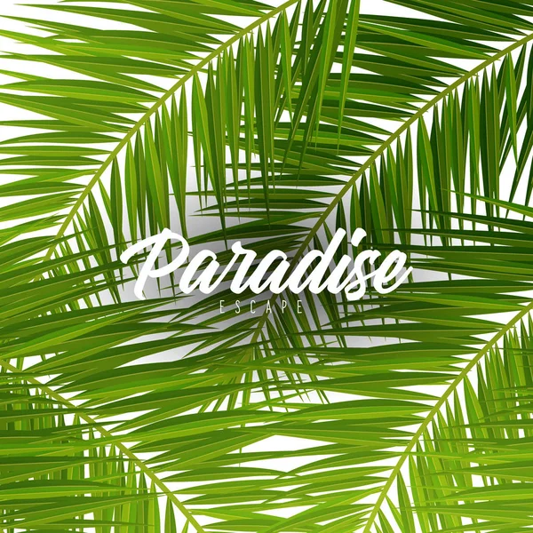 Yaz Tropikal palmiye yaprakları. Egzotik palmiye ağacı. Çiçek Arka Plan. — Stok Vektör