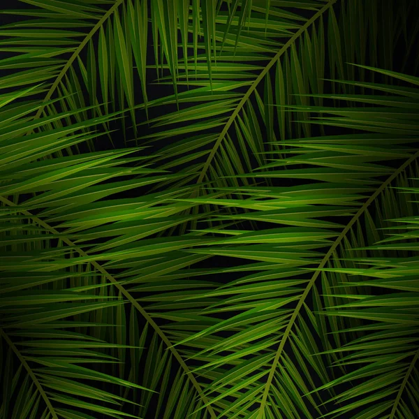 Hojas de palma tropical. Palmeras exóticas. Fondos florales oscuros . — Vector de stock