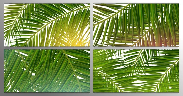 Conjunto de hojas de palma tropical de verano. Palmeras exóticas. Fondo floral . — Archivo Imágenes Vectoriales